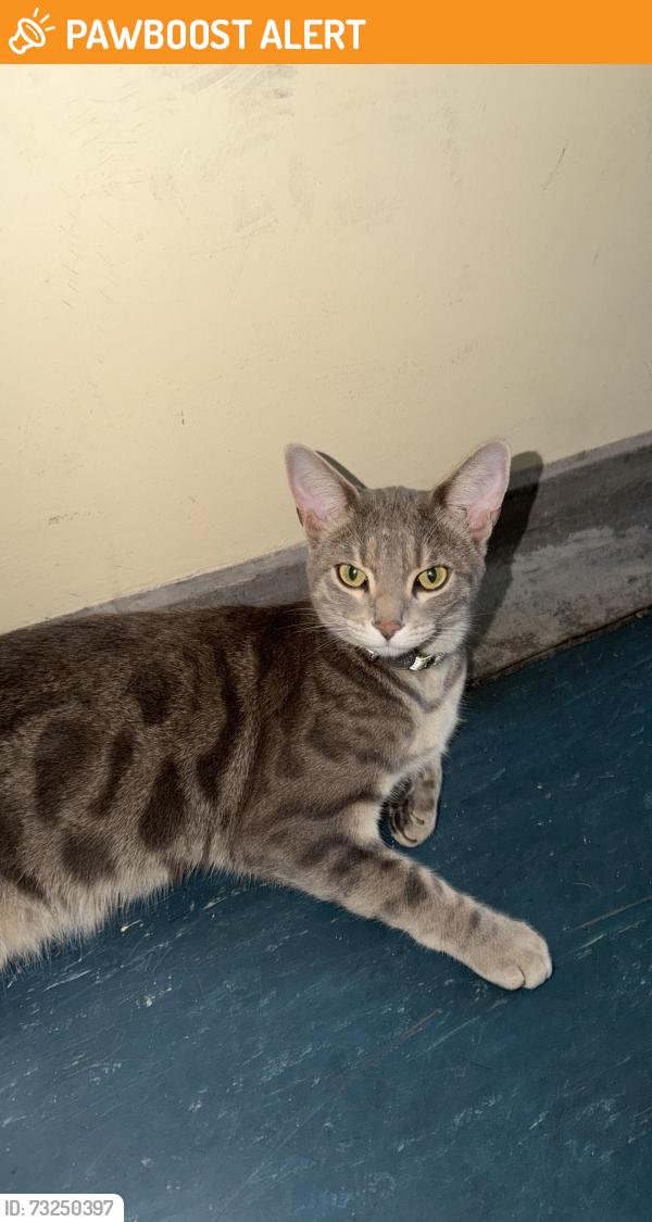 Found/Stray Female Cat last seen Inside my building, Greater London, England BR3 5EL