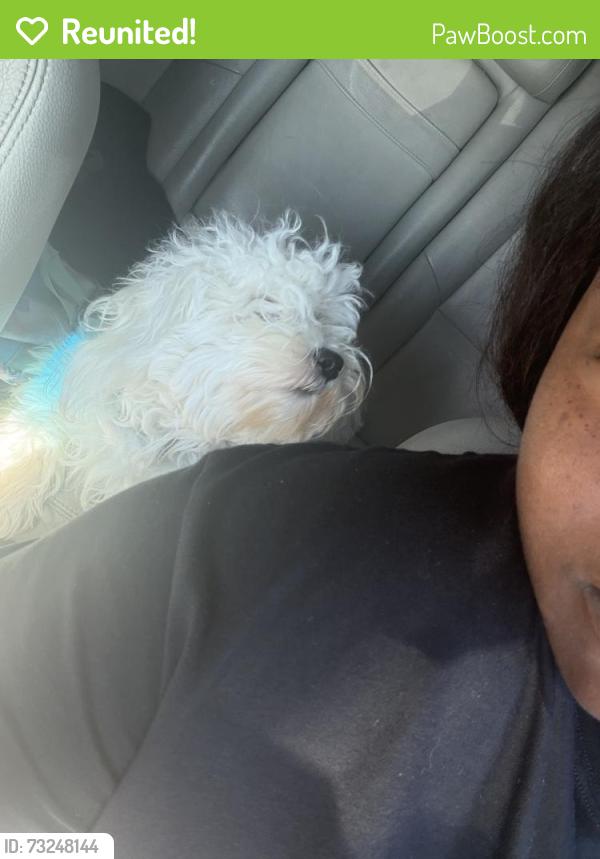 Reunited Female Dog last seen A st, Antioch, CA 94509