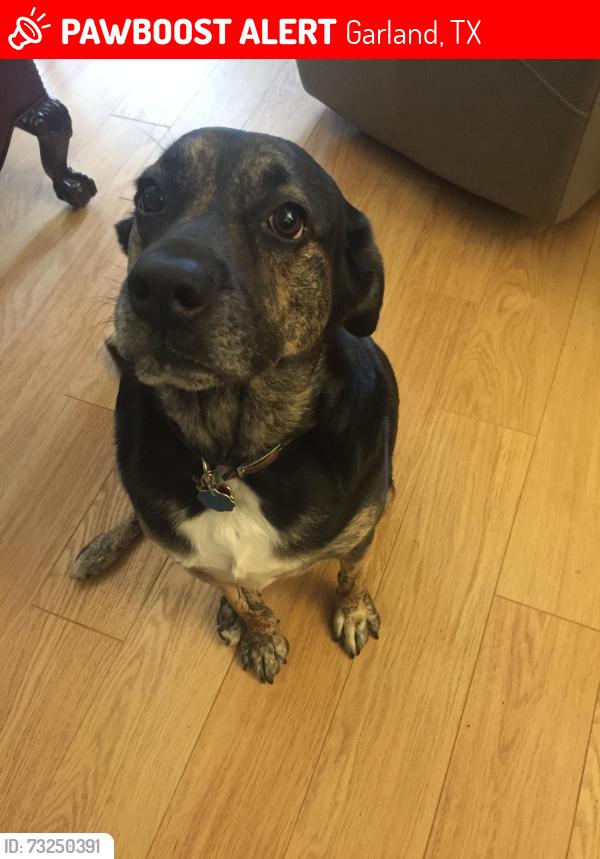 Lost Female Dog last seen Belt Line (Laurel Oaks) and Jupiter, Garland, TX 75044