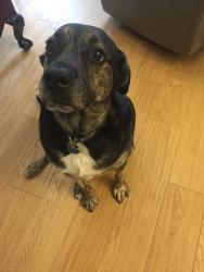 Lost Female Dog last seen Belt Line (Laurel Oaks) and Jupiter, Garland, TX 75044