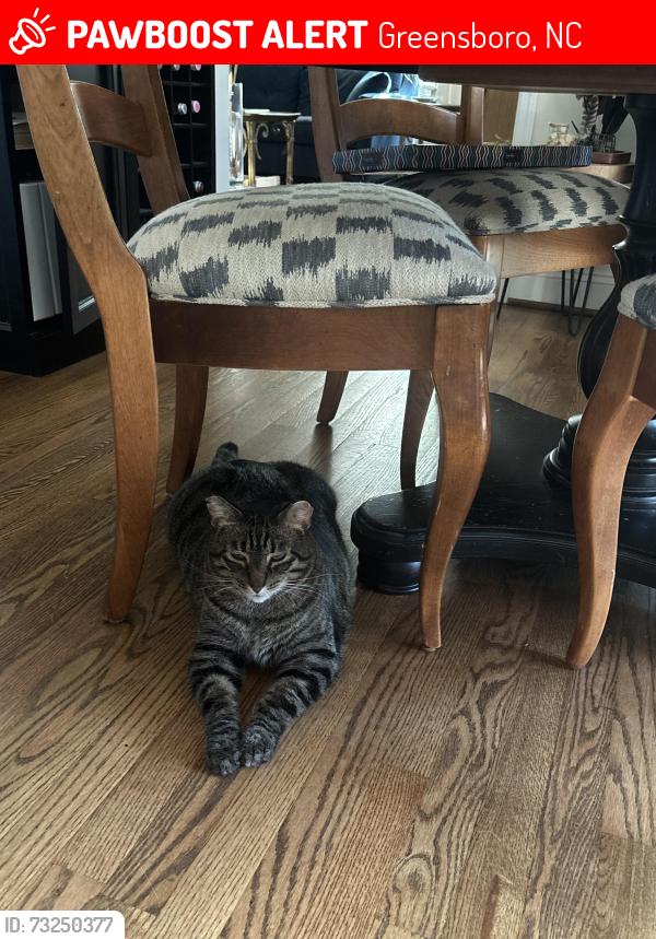 Lost Male Cat last seen Ainsworth Dr and Bennington, Greensboro, NC 27410
