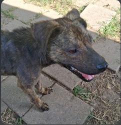 Reunited Male Dog last seen Egypt Dr. Pasadena, TX, Pasadena, TX 77505