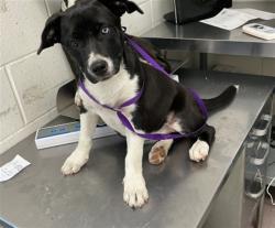 Shelter Stray Female Dog last seen MUSCUPIABE AND 30TH, 333 Chandler Pl, San Bernardino, CA 92408, USA