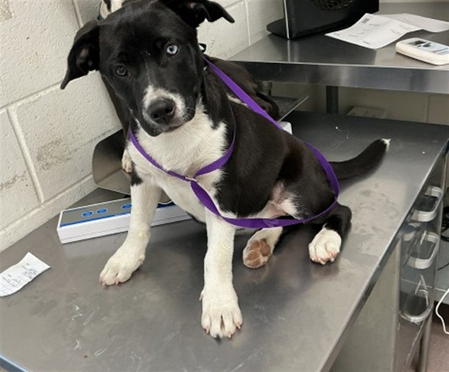 Shelter Stray Female Dog last seen MUSCUPIABE AND 30TH, 333 Chandler Pl, San Bernardino, CA 92408, USA
