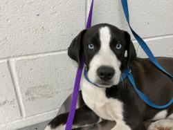 Shelter Stray Male Dog last seen MUSCUPIABE AND 30TH, 333 Chandler Pl, San Bernardino, CA 92408, USA