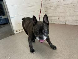 Shelter Stray Male Dog last seen PUMPKIN LN/SEA SALT, 333 Chandler Pl, San Bernardino, CA 92408, USA