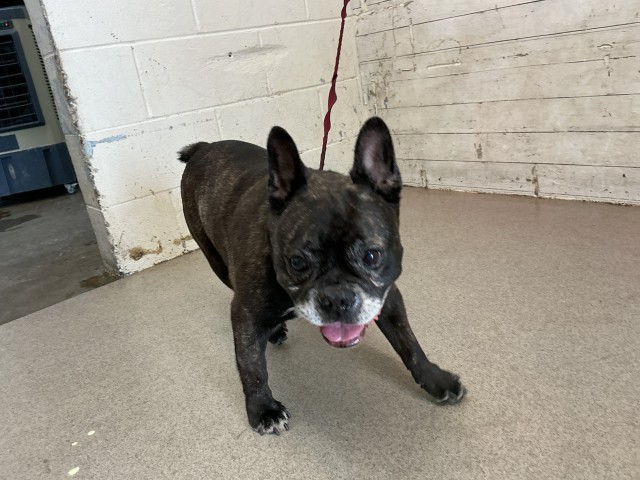 Shelter Stray Male Dog last seen PUMPKIN LN/SEA SALT, 333 Chandler Pl, San Bernardino, CA 92408, USA