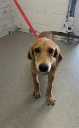Shelter Stray Female Dog last seen ORANGE/JUNIPER, 333 Chandler Pl, San Bernardino, CA 92408, USA