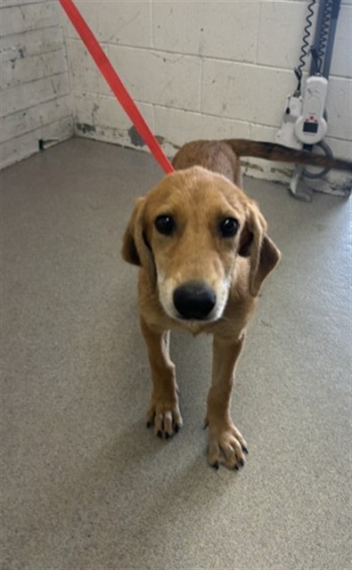 Shelter Stray Female Dog last seen ORANGE/JUNIPER, 333 Chandler Pl, San Bernardino, CA 92408, USA