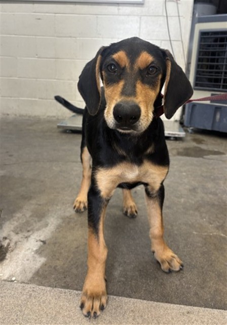Shelter Stray Female Dog last seen ORANGE/JUNIPER, 333 Chandler Pl, San Bernardino, CA 92408, USA