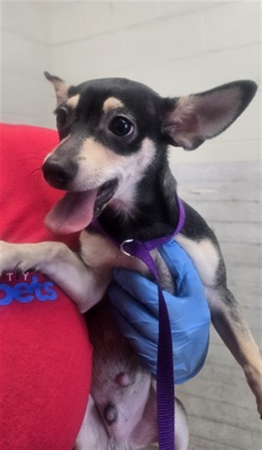 Shelter Stray Male Dog last seen MILL AND ALLEN, 333 Chandler Pl, San Bernardino, CA 92408, USA