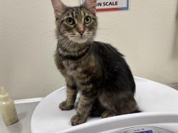 Shelter Stray Female Cat last seen HOFFMAN & LANDIS CIR, 11232 B Ave, Auburn, CA 95603, USA