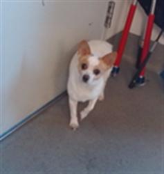 Shelter Stray Male Dog last seen 6TH/BRYANT, 1419 Bryant St, San Francisco, CA 94103, USA