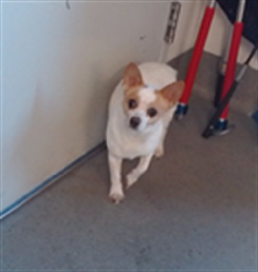 Shelter Stray Male Dog last seen 6TH/BRYANT, 1419 Bryant St, San Francisco, CA 94103, USA