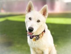 Shelter Stray Female Dog last seen , 957 N Gaffey St, San Pedro, CA 90731, USA