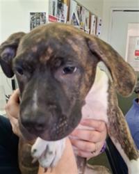 Shelter Stray Male Dog last seen , 1850 W 60th St, Los Angeles, CA 90047, USA