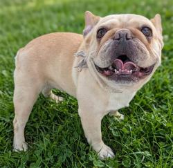 Shelter Stray Female Dog last seen , 4275 Elton St, Baldwin Park, CA 91706, USA
