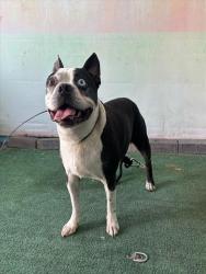 Shelter Stray Male Dog last seen , 4275 Elton St, Baldwin Park, CA 91706, USA