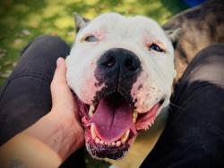 Shelter Stray Male Dog last seen , 2769 Conroy Rd, Orlando, FL 32839, USA