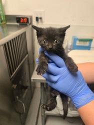 Shelter Stray Male Cat last seen UNKNOWN BAKERSFIELD, 201 S Mt Vernon Ave, Bakersfield, CA 93307, USA