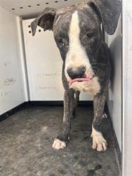 Shelter Stray Male Dog last seen Near BLK DR MLK JR BLVD, BAKERSFIELD, CA, 201 S Mt Vernon Ave, Bakersfield, CA 93307, USA
