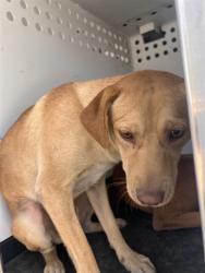 Shelter Stray Male Dog last seen Near BLK DR MLK JR BLVD, BAKERSFIELD, CA, 201 S Mt Vernon Ave, Bakersfield, CA 93307, USA