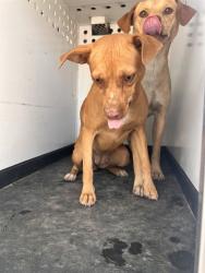 Shelter Stray Female Dog last seen Near BLK DR MLK JR BLVD, BAKERSFIELD, CA, 201 S Mt Vernon Ave, Bakersfield, CA 93307, USA