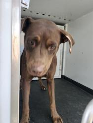 Shelter Stray Female Dog last seen Near BLK KING ST,BAKERSFIELD,CA, 201 S Mt Vernon Ave, Bakersfield, CA 93307, USA