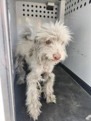 Shelter Stray Female Dog last seen Near BLK 8TH ST,BAKERSFIELD,CA, 201 S Mt Vernon Ave, Bakersfield, CA 93307, USA