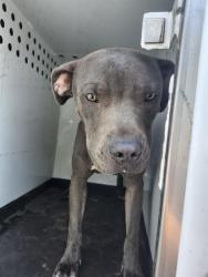 Shelter Stray Male Dog last seen Near BLK S UNION AVE,BAKERSFIELD,CA, 201 S Mt Vernon Ave, Bakersfield, CA 93307, USA