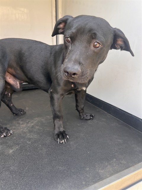 Shelter Stray Male Dog last seen Near BLOCK E WHITE LN, BAKERSFIELD, CA, 201 S Mt Vernon Ave, Bakersfield, CA 93307, USA