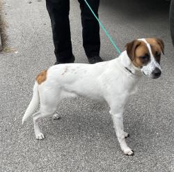 Shelter Stray Female Dog last seen CONFINED ON GLEN OAK, 2600 NE Perry Ave, Peoria, IL 61603, USA