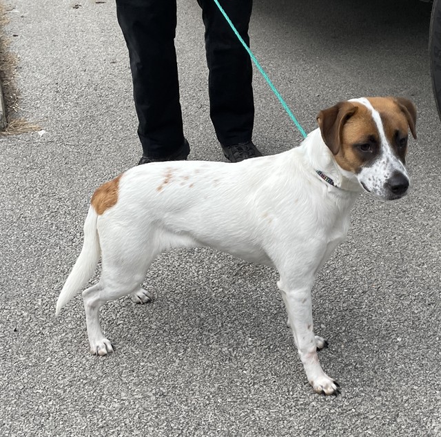 Shelter Stray Female Dog last seen CONFINED ON GLEN OAK, 2600 NE Perry Ave, Peoria, IL 61603, USA