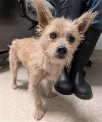 Shelter Stray Male Dog last seen Near BLOCK FASHION PL, BAKERSFIELD CA 93306, 3951 Fruitvale Ave, Bakersfield, CA 93308, USA