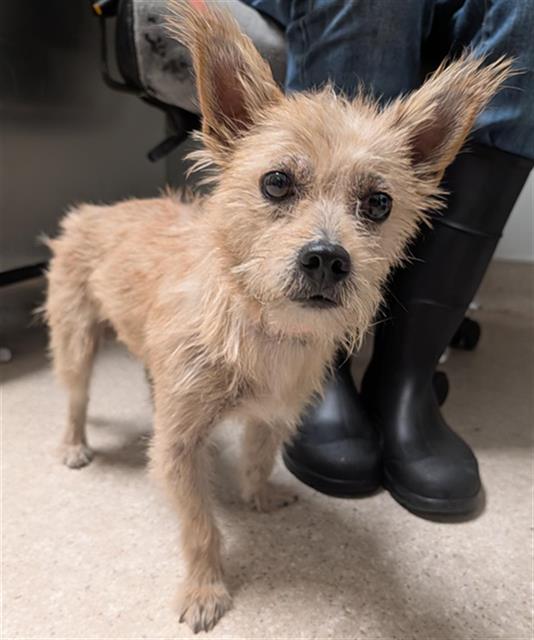 Shelter Stray Male Dog last seen Near BLOCK FASHION PL, BAKERSFIELD CA 93306, 3951 Fruitvale Ave, Bakersfield, CA 93308, USA
