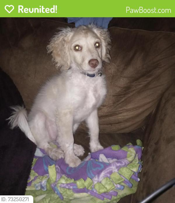 Reunited Female Dog last seen Not too far from Perry Middle School and Carrollton Elementary., Carrollton, TX 75006