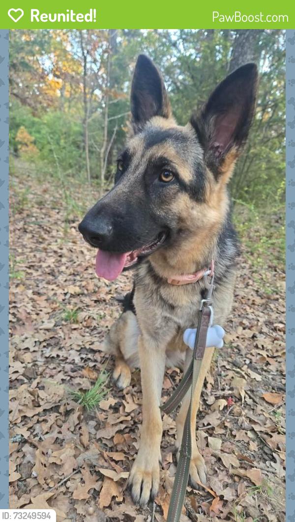 Reunited Female Dog last seen Montfort Rd and Southern Blvd, Dallas, TX 75254