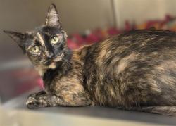 Shelter Stray Female Cat last seen Near BLOCK S MACKAY MEADOWS PL, 4522 W 3500 S, West Valley City, UT 84120, USA