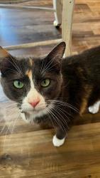 Lost Female Cat last seen old sugar beat factory in spanish fork, Spanish Fork, UT 84660