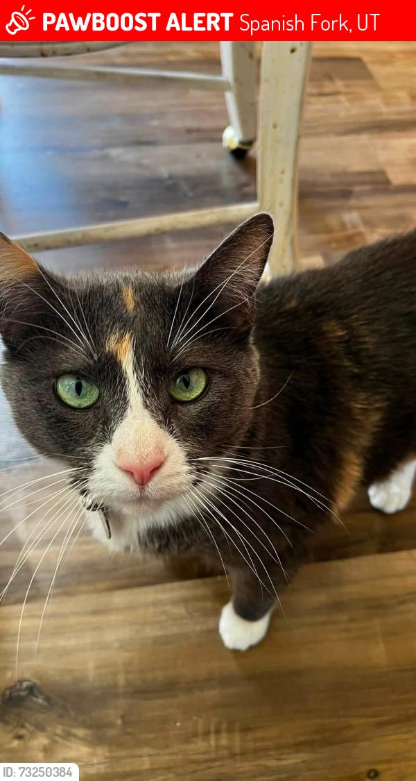 Lost Female Cat last seen old sugar beat factory in spanish fork, Spanish Fork, UT 84660