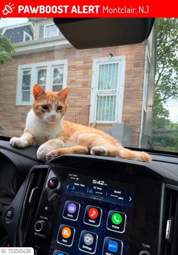 Lost Male Cat last seen Valley Rd and Montague Pl, Montclair, NJ 07042