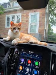 Lost Male Cat last seen Valley Rd and Montague Pl, Montclair, NJ 07042
