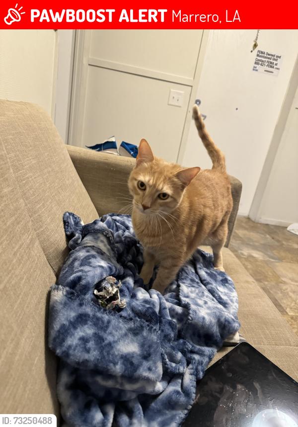 Lost Male Cat last seen Near avenue e, Marrero, LA 70072