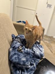 Lost Male Cat last seen Near avenue e, Marrero, LA 70072