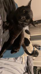 Lost Male Cat last seen Doller general, Baldwin County, AL 36576