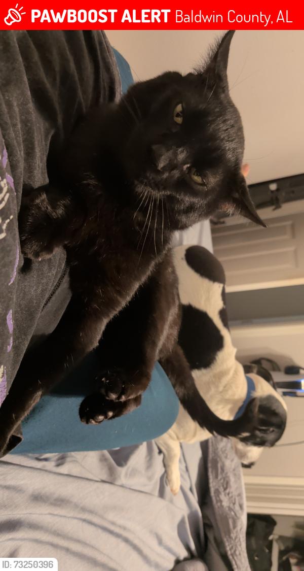 Lost Male Cat last seen Doller general, Baldwin County, AL 36576