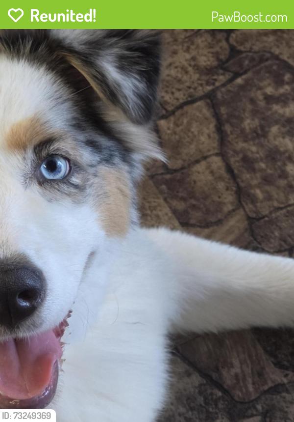 Reunited Unknown Dog last seen Credit union, Hickory, NC 28601