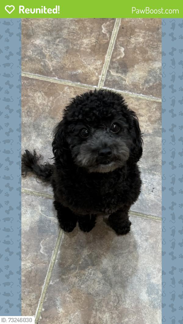 Reunited Male Dog last seen Lamaze and glenside, Parkville, MD 21234