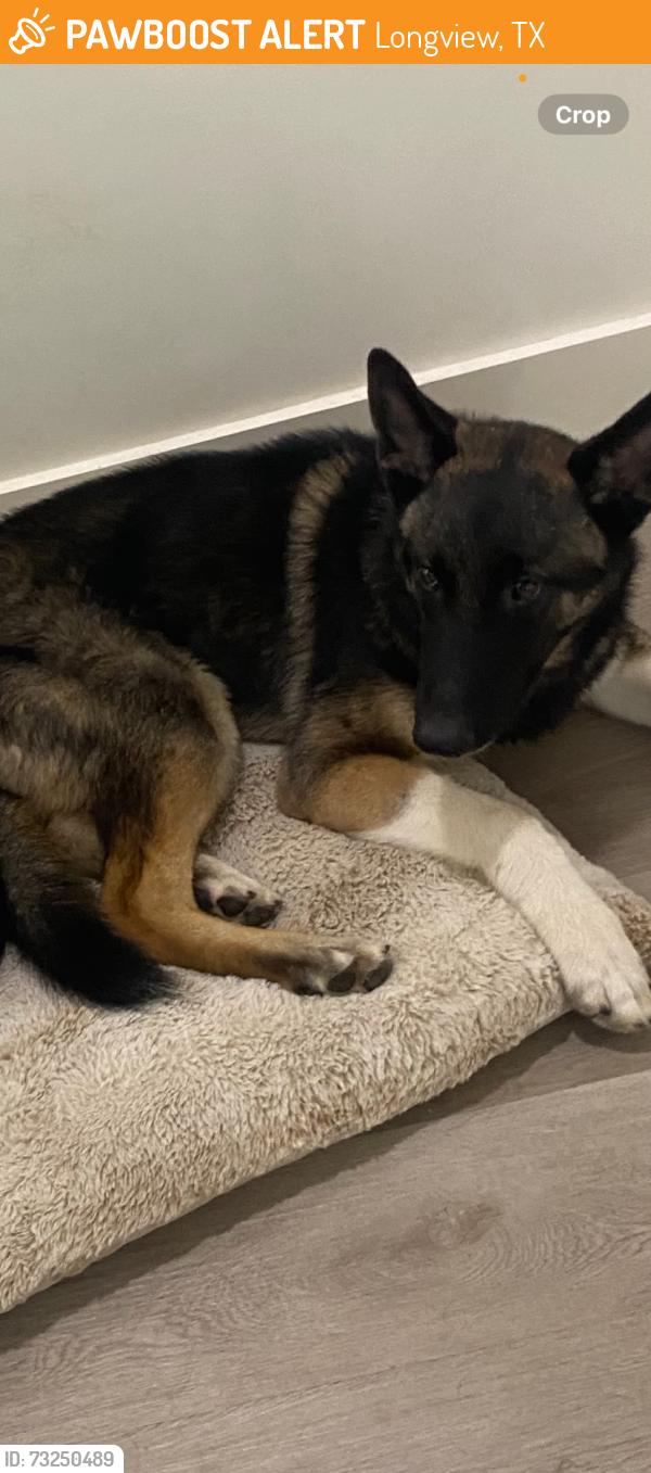 Found/Stray Male Dog last seen Found at a car dealership next to the road off ests parkway Longview,Texas, Longview, TX 75603