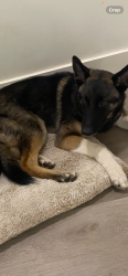 Found/Stray Male Dog last seen Found at a car dealership next to the road off ests parkway Longview,Texas, Longview, TX 75603